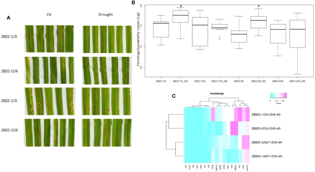 Published Figure 6 comparing rice leaf symptoms, disease susceptibility and gene expression after drought.