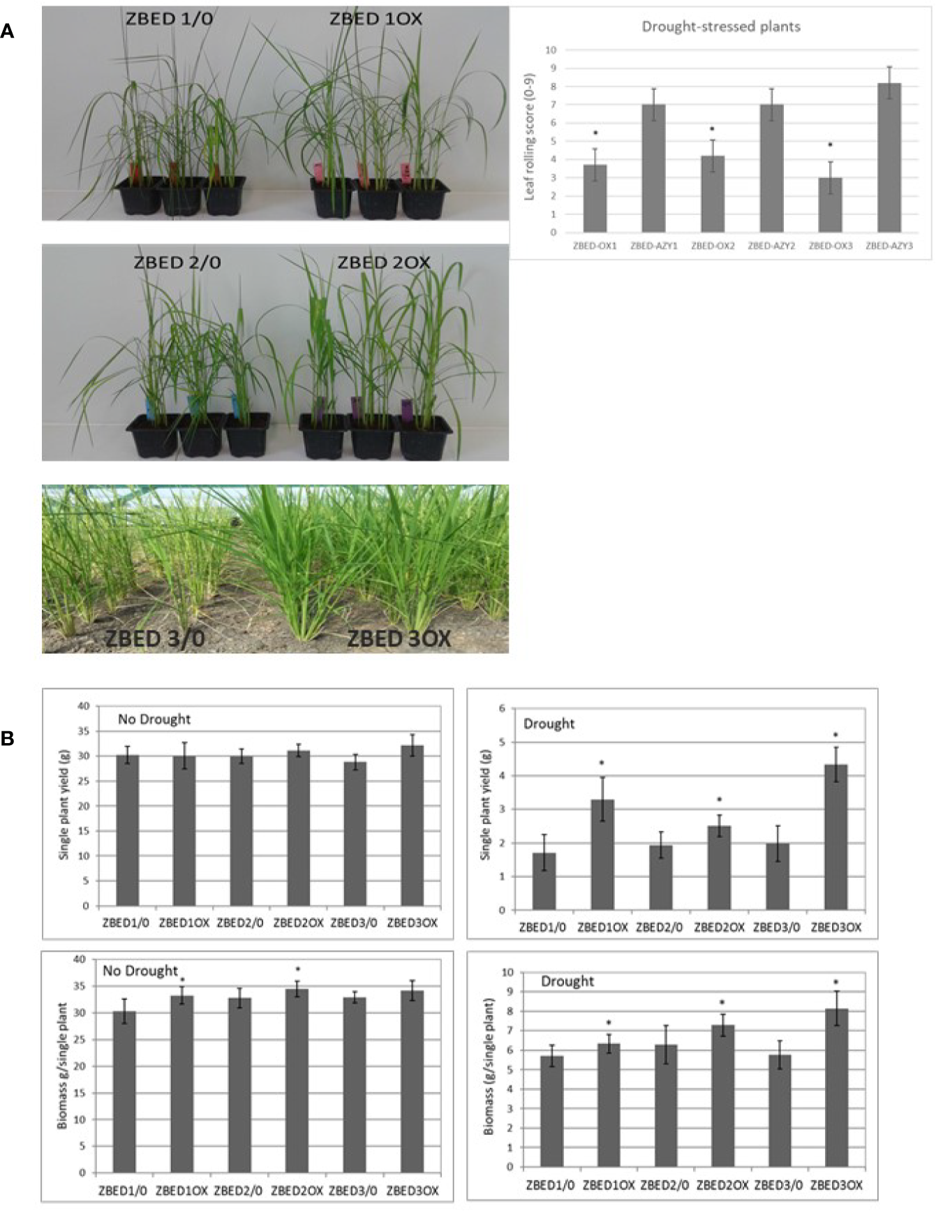 Published rice-plant comparison: ZBED control and overexpression lines in drought-response experiments.